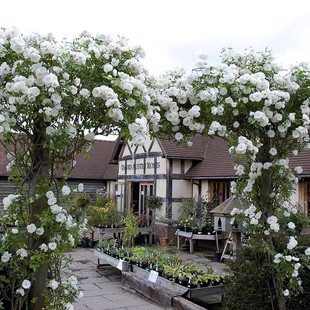 �ٱ�ɽ��ɫ�ٱ��¼����������Nޱ����õ�廨����ͥԺֲ���ļ��_��