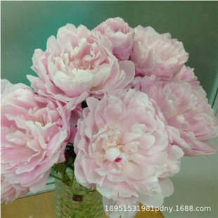 �ذ����ș�N���ļ��׷N���Ի��ܷN�Ӹ��F���҃�ͥԺ�������ļ�