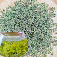 酸枣嫩叶芽 酸枣芽新春采摘 厂家批发 山东特产 快递到家