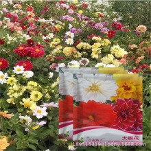 蔬菜种子四季阳台农家盆栽香菜菠菜生菜韭菜小葱草莓籽孑大全种植