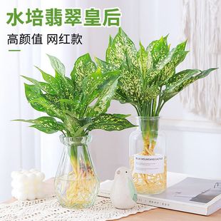 Hydroponic Jade Queen Potted Plants in the Office Desktop Water-Raised Green Plants Are Evergreen All Year Round and Are Easy to Feed