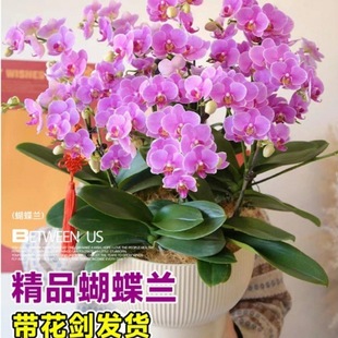 �����m���Ԏ������Gֲ���҃��m������׻��ļ��_���ﶬ�ͺ��r����