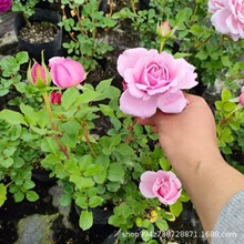 ���l�л��¼������_ɯõ�廨�����Ի���ֲ���ļ��_����ľ�����֭