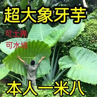 ��ˮ�^���Gֲ�͏d����ˮ������������ȩ�����՚��~���~��ֲ���^�V