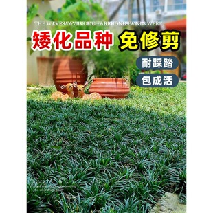Japanese Dwarf Ophiopogon Japonicus Grass, Garden Greening, Cold-Resistant Lawn Turf, Real Grass with Slender Leaves and Golden Edges Ophiopogon Japonicus Grass Seedlings