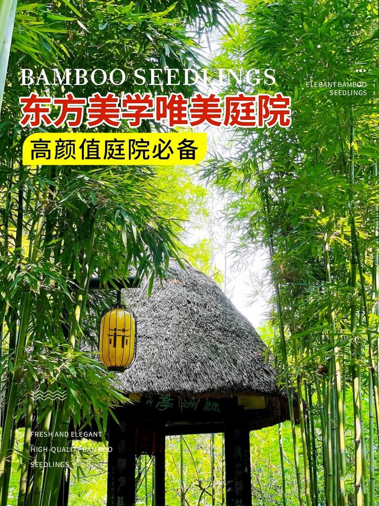 Бамбук Рассада Двор Растения Север Холодоустойчивый Крытый горшок Ранний сад Бамбук Фиолетовый Бамбук Рассада с золотой инкрустацией Нефрит Бамбук Четыре сезона Зеленый Бамбук Рассада