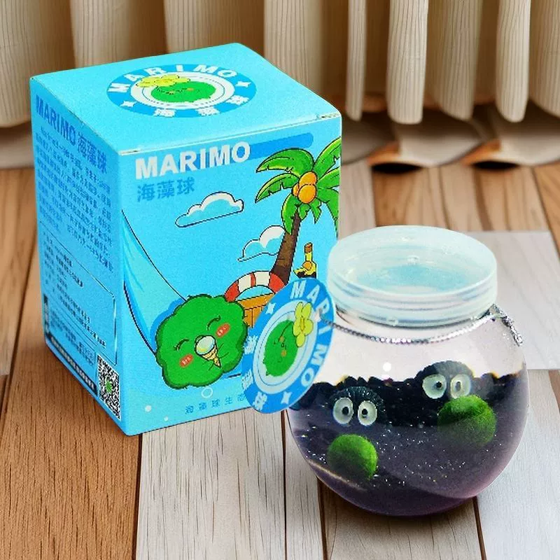 Маримо маленький шарик водоросли экологическая бутылка микрорека настольный гидропонный набор растений подарок полный набор хлореллы питомцев
