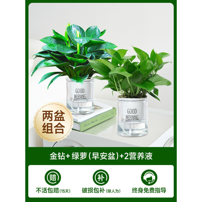 [2개 세면대 조합] 골든 다이아몬드 + 포토스(굿모닝 세면대) + 영양액 2개