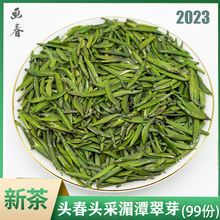 2023年新春茶湄潭翠芽明前特级雀舌贵州茶叶绿茶板栗香头采翠芽茶