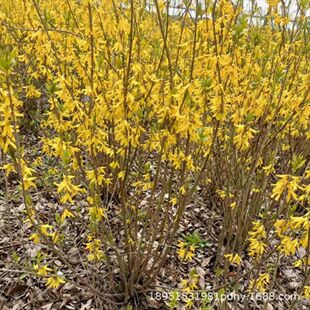 ӭ�����紹�������B�N������ͥԺ�̨�G�������Ե��������ͺ�ֲ��