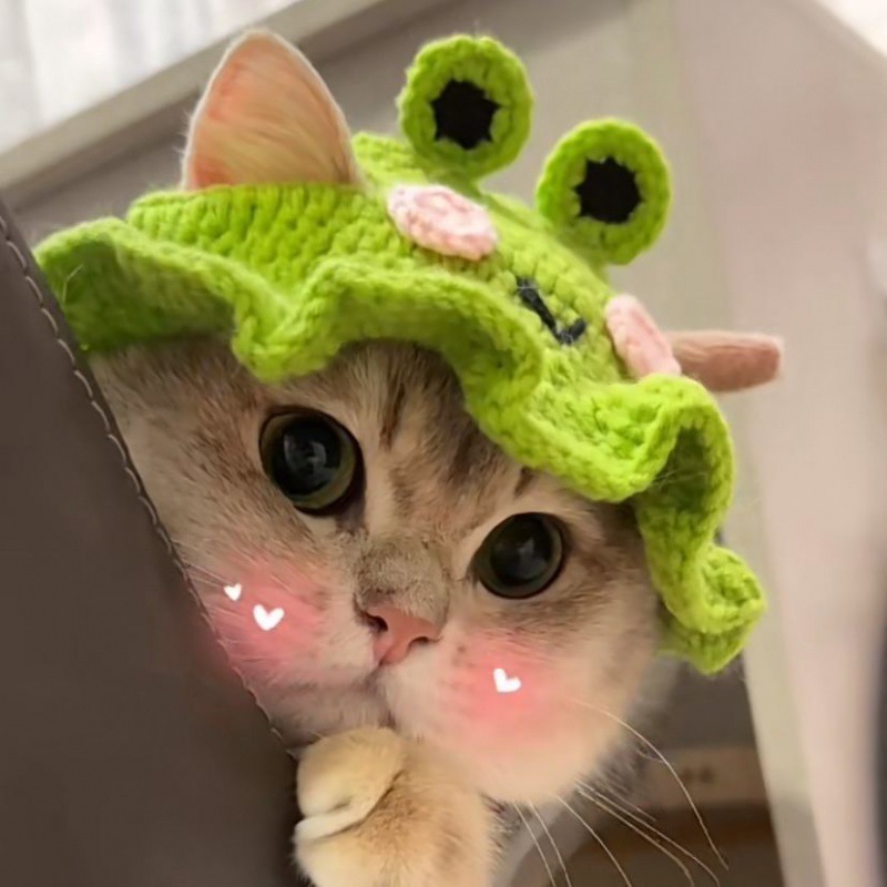 Kitty Hat Pets TG Teddy Dogs Frog Flower Lotus leaf Maid Pets new year Wool cap