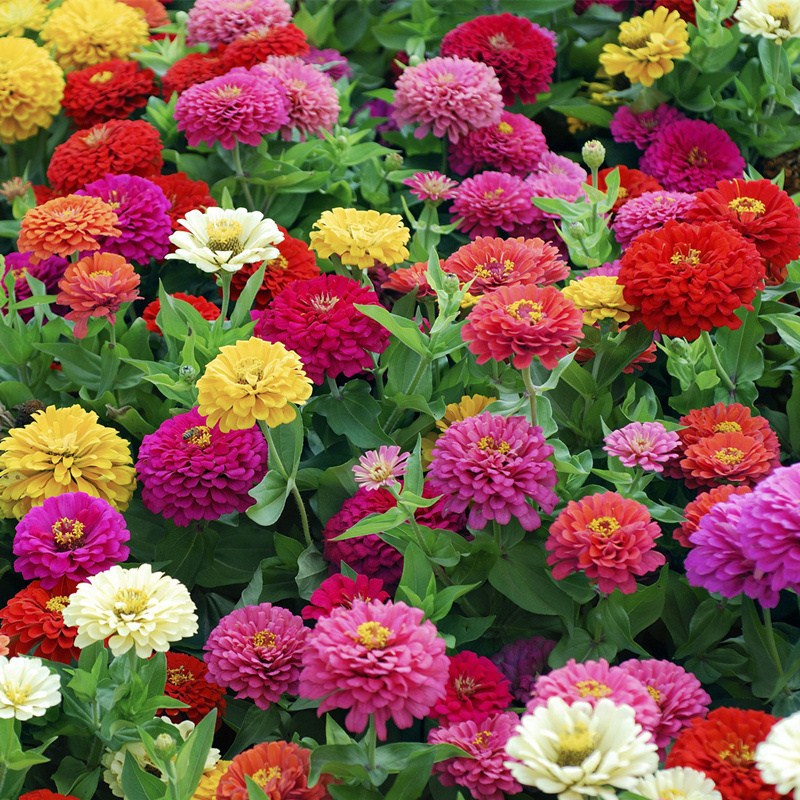 野花组合种子四季开花波斯菊格桑花百日草阳台庭院道路绿化花卉种