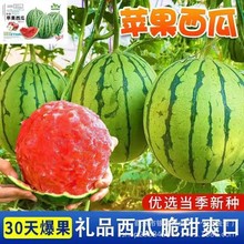 苹果西瓜种子盆栽西瓜种子薄皮迷你小西瓜籽水果种子原装种子大全