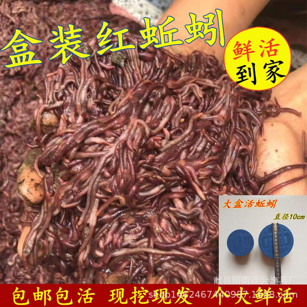 批发鲜活红蚯蚓大盒活蚯蚓活体鱼饵蚯蚓红蛆鸟食乌龟食鱼食钓鱼饵