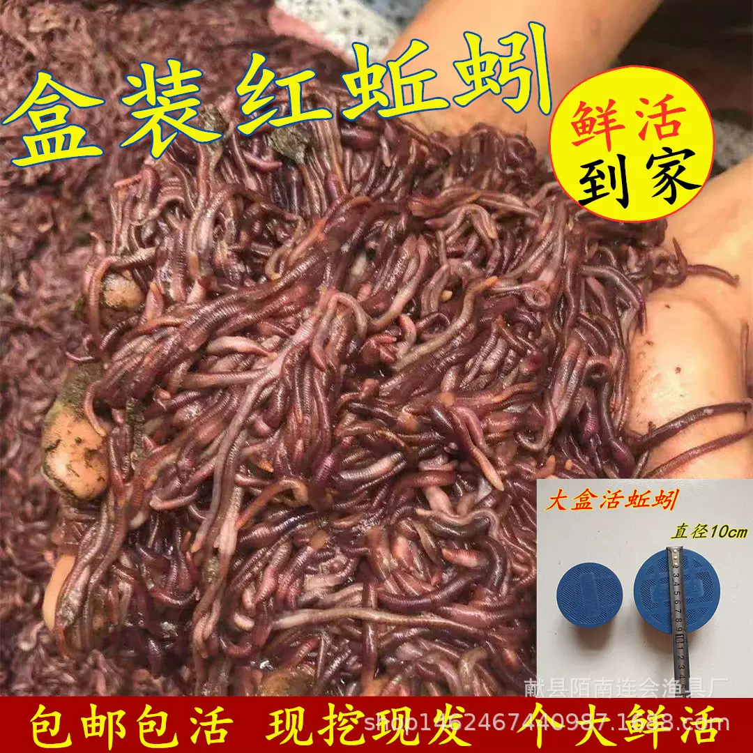 批发鲜活红蚯蚓大盒活蚯蚓活体鱼饵蚯蚓红蛆鸟食乌龟食鱼食钓鱼饵
