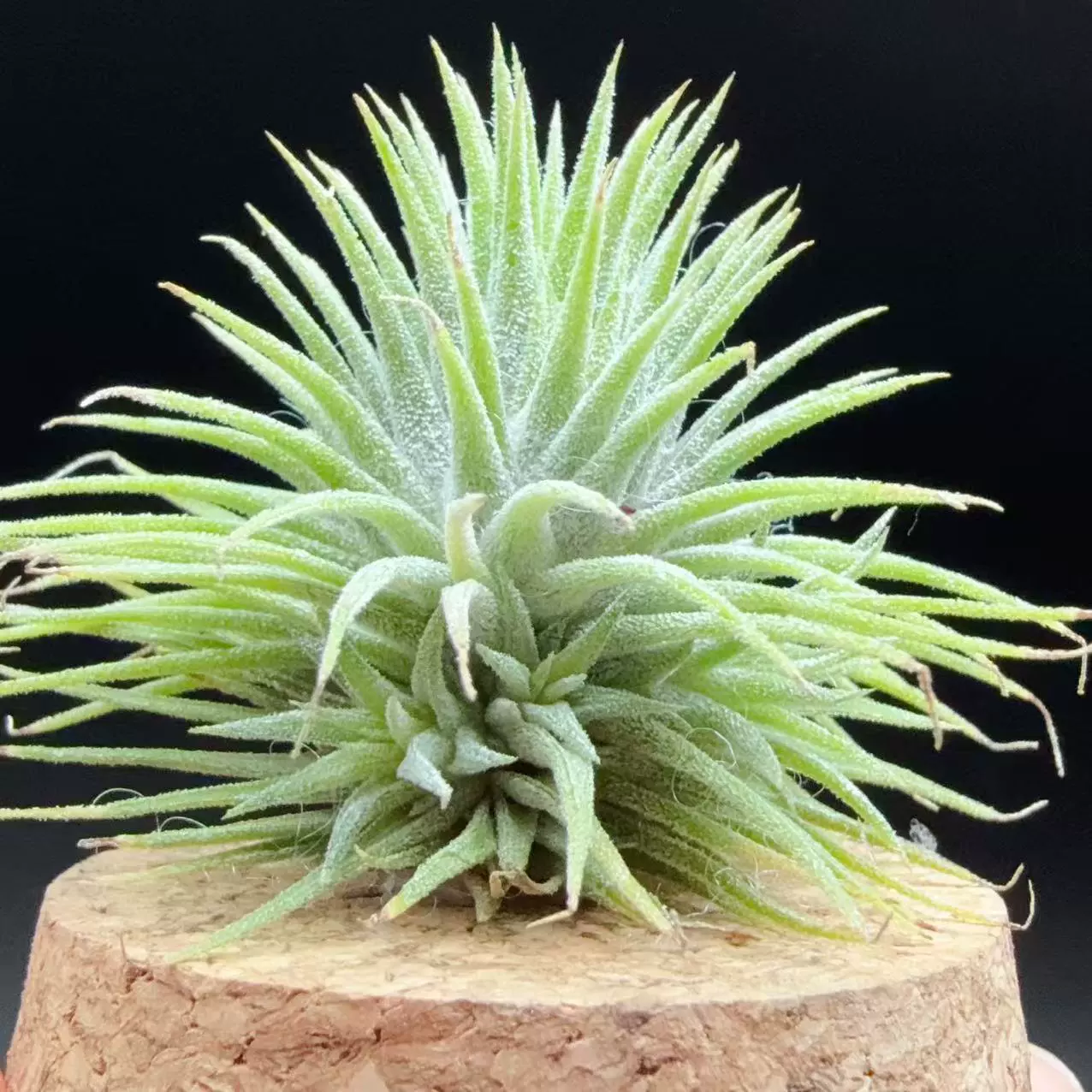 Каштановый эльф-редкий сорт воздушный ананас без почвы ленивое зеленое растение воздушная тилландсия украшение дома оптом