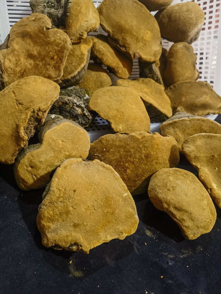 Sang Huang Mulberry Phellinus Dried Slices 250g Yunnan Wild Harvested Herbal Conk quality and texture