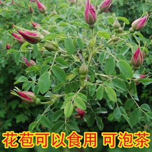 ��ʳ��õ�廨�� ���Rʿ��޽�ƽ��S��1̖õ������õ�廨�莧����