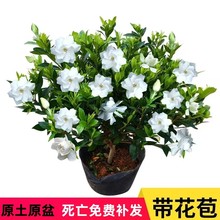 小叶独杆雀舌栀子花盆栽室内外四季开花花卉植物绿植浓香型带花苞