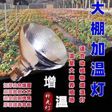 ֲ�����L���؟��t�⾀�����߲˴�����҄�ֲ�����؟��t�⾀ȡů��
