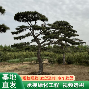 Direct Supply of Pine Trees, Black Pine Trees, Oil Pine Trees, Engineering Greening, Evergreen Trees with Beautiful Shapes in All Seasons