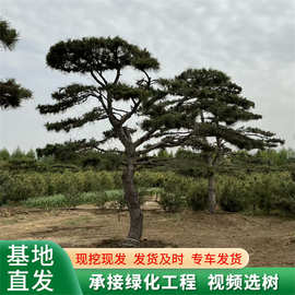 直供造型松 造型黑松 造型油松 工程绿化四季常绿树形优美