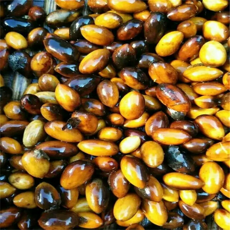 Базы оптом самостоятельного сбора Golden sinensis семена и саженцы подлинные мелкий лист Чжэнань Янань Тинтин Нанань саженцы семена нанму