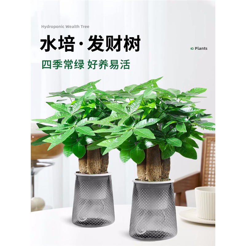 Hydroponic Money Tree Small Potted Flower Office Desktop Green Plant Living Room Prosperous House Bonsai Easy to Grow Money Tree in All Seasons