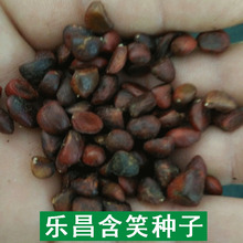【跨境供货】乐昌含笑种子绿化种子冬青种子法国冬青种子园林绿化