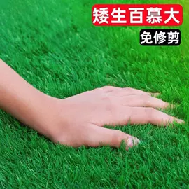 盆栽;种子;园林果树