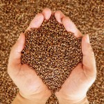 决明子大货散装熟决明子泡水泡茶花茶原料农产品