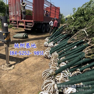 Peach Tree Saplings, Mountain Peaches, Large Peach Trees, Red and Green Leaves, Peach Dragon Pillars, Peach Dragon Pillars, Colorful Peach Trees, Water Peaches, Light Walnuts