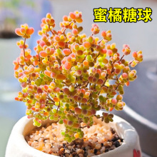 ����֦�ɷ��Ӷ���ֲ�ﻨ�ܸ߶�С����ϡ��Ʒ�N���F��Ʒ�Gֲ���B��