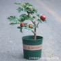 庭院嫁接地栽植物树苗