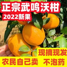 广西武鸣沃柑 当季新鲜水果10斤时令砂糖橘超甜皇帝柑橘桔子
