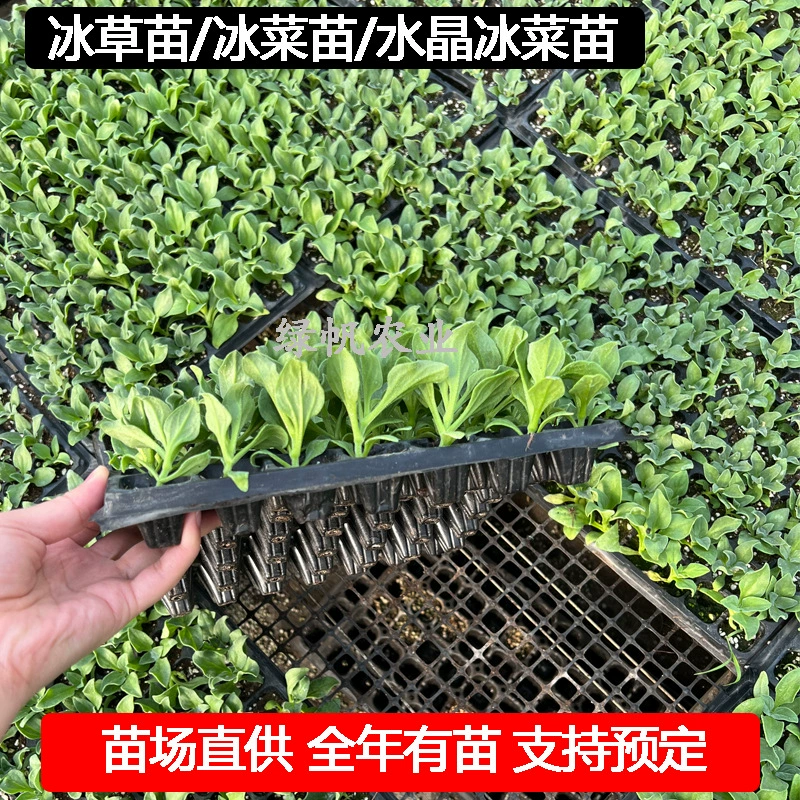 Саджанцы льда Кристаллические саженцы льда Саджанцы африканского льда Саджанцы ледяной травы