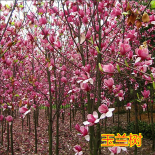 �����m������ͥԺ�e�����ԾG��ֲ��t���m�����m���;��^���ܻ���