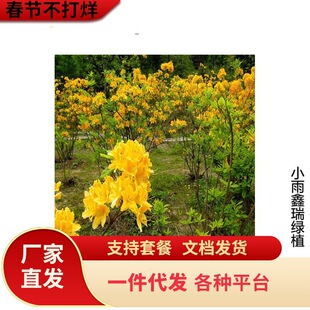 һ�����l���S�����N�� �Sɫӳɽ�t��ľ �S���N�NK�� ���������b