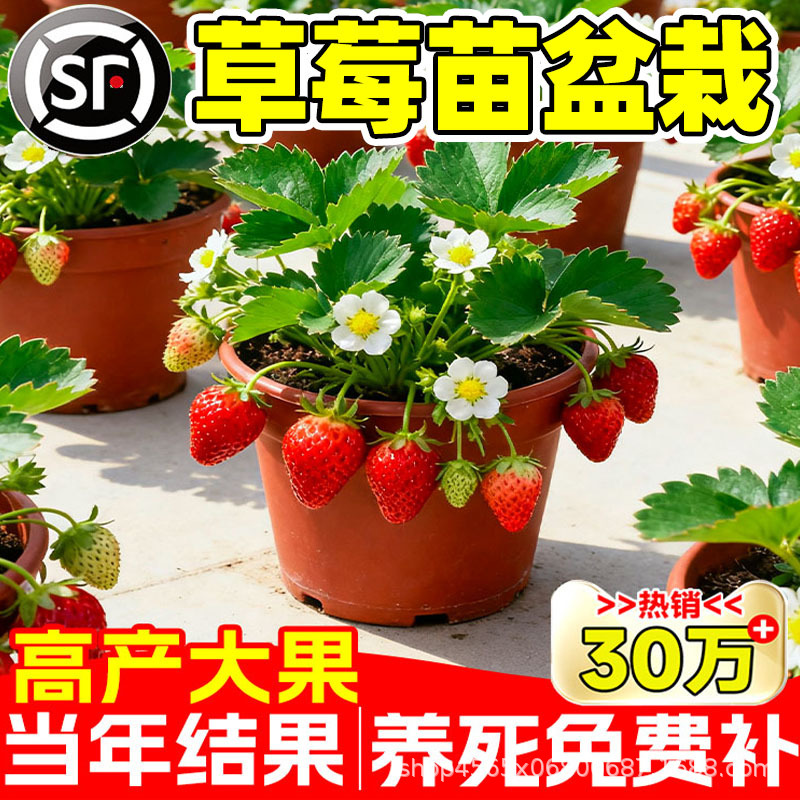 草莓盆栽秧苗带果奶油红颜玄玉南北方四季结果可食用阳台庭院种植