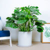 Scandinavian plant lamp for living room indoor for office