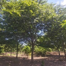 �Θ� ɽ�|̩���Θ�10�������� �ڷ�M ���̓��� ����ֱ��