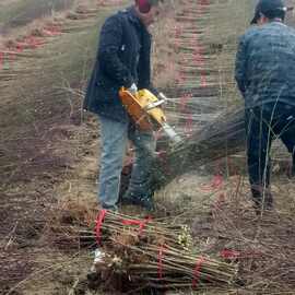 河南果树苗繁育基地 商丘桃树苗批发 信阳毛桃树苗 周口产地发货