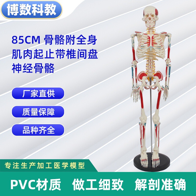 跨境玩具早教人体器官骨骼模型套装科教中小学生DIY组装儿童益智|undefined