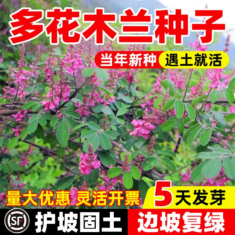 Семена мулан — отличные кормовые растения и бобовые кормовые растения.