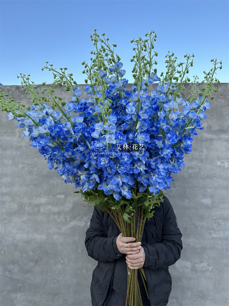 Extra large delphinium