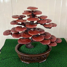 观赏艺术灵芝盆景山东灵芝种植基地.批发大中小型灵芝盆景摆件