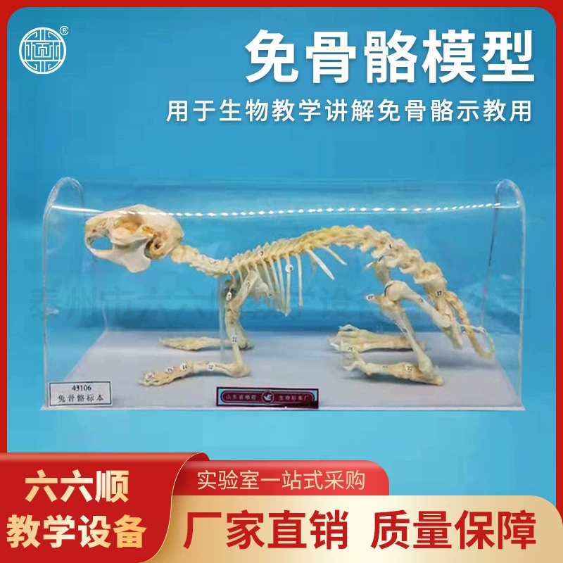 Образец скелета кролика J43106, обучающая модель биологии для средней школы, обучающий инструмент для биологических образцов