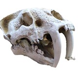 Sansui, реалистичный динозавр, череп, альпинарий, водные растения, аквариум