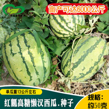 НhϷN rˈ@s֭GƤtEA