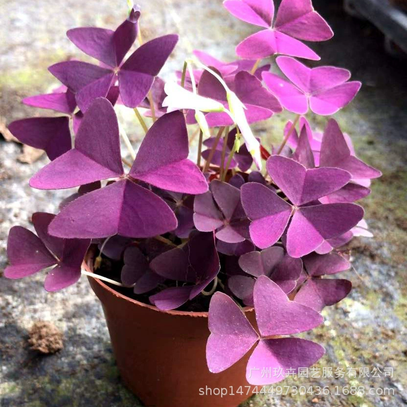 Фиолетовый лист отжимая трава листва растение маленькая горшковая мозаика садовый парк листва декоративное зеленое растение цветок зеркальное растение